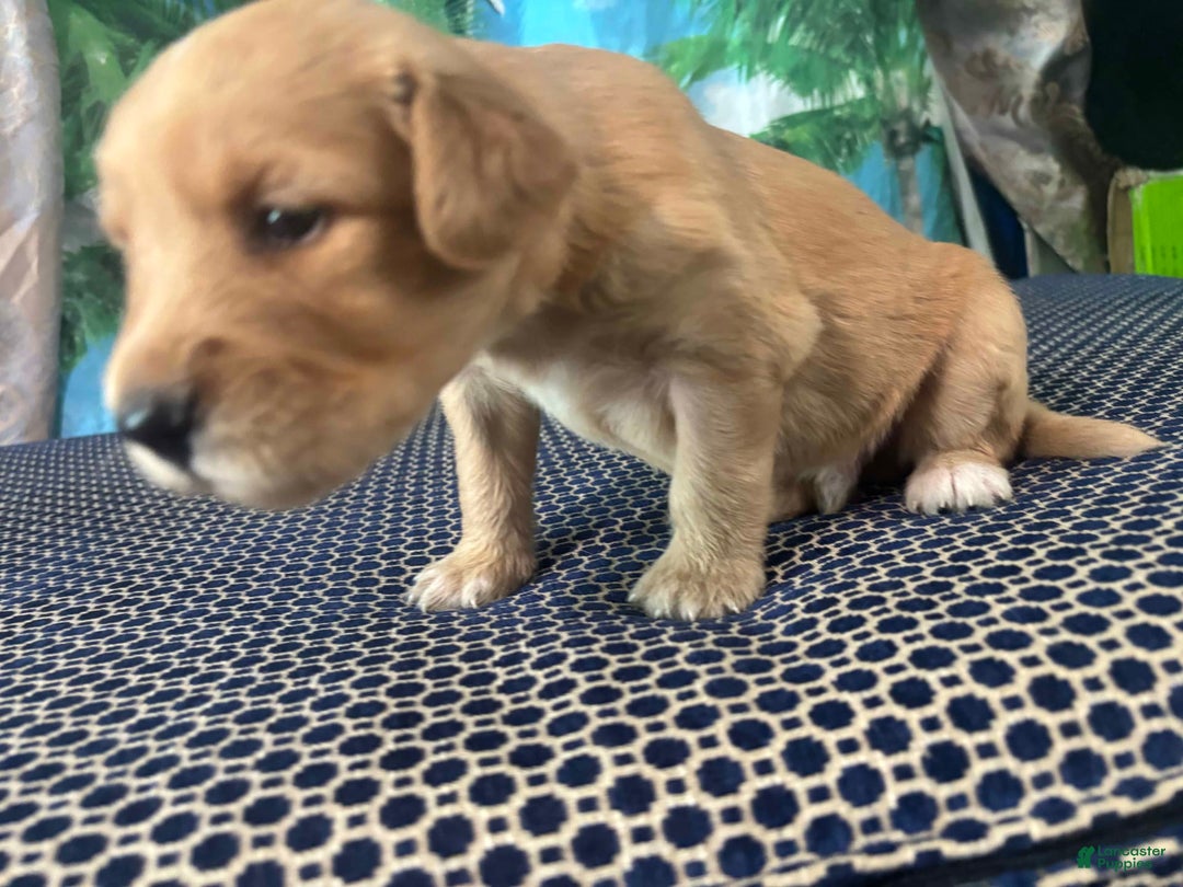 Labrador Retriever dogs for sale: Frank - Image 1