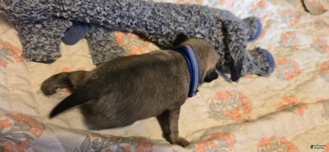 Pug dogs for sale: Dwight - Image 8