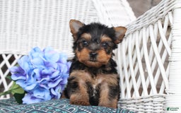 Yorkshire Terrier dogs for sale: Ollie - Image 6