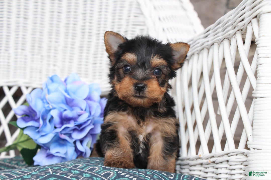 Yorkshire Terrier dogs for sale: Ollie - Image 6