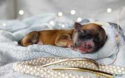 Morkie dogs for sale: Rare Babydoll Spark - Image 4