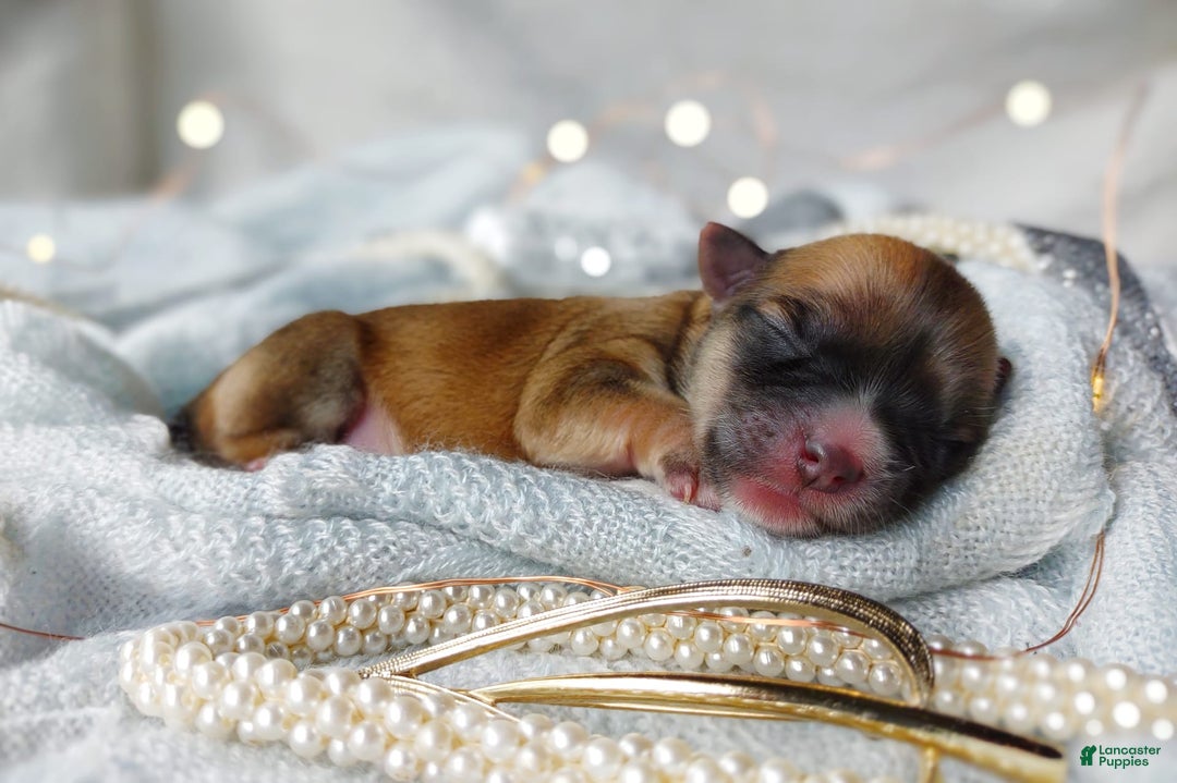 Morkie dogs for sale: Rare Babydoll Spark - Image 4