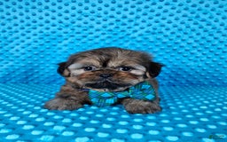 Shih Tzu dogs for sale: Koda - Image 2