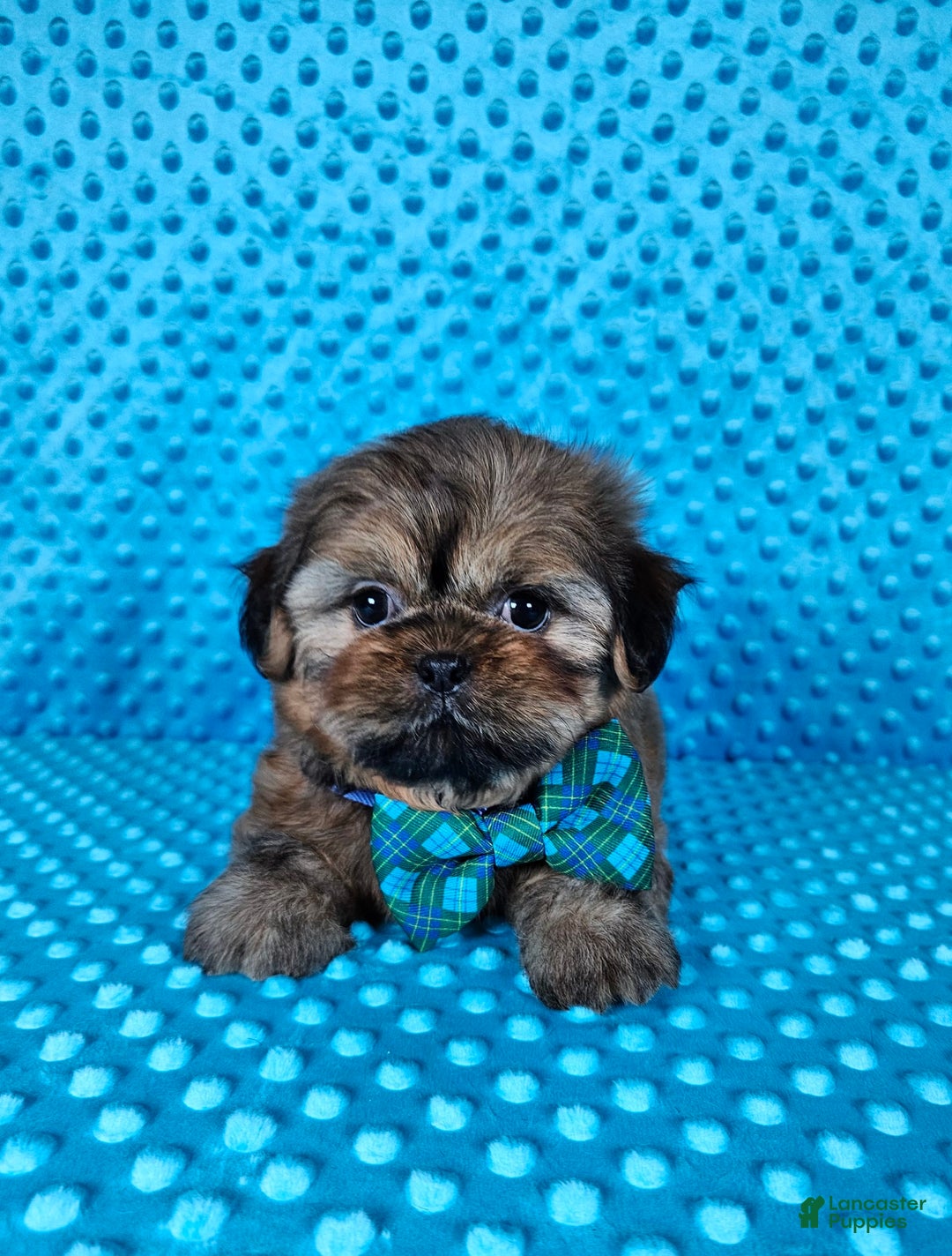 Shih Tzu dogs for sale: Koda - Image 2
