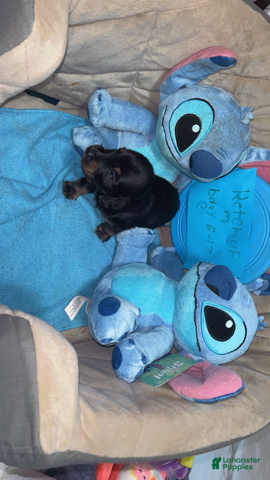 Miniature Dachshund dogs for sale: Ketchup - Image 3