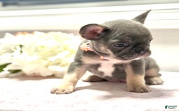 Frenchton dogs for sale: Willy - Image 2