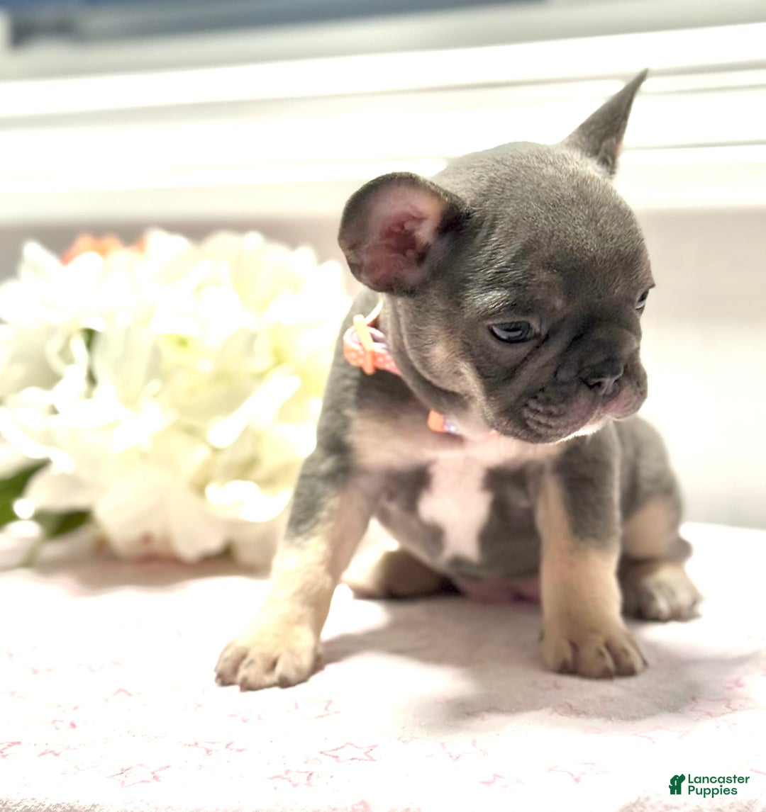Frenchton dogs for sale: Willy - Image 2