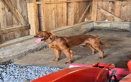 Irish Setter dogs for sale: Red Collar - Image 3