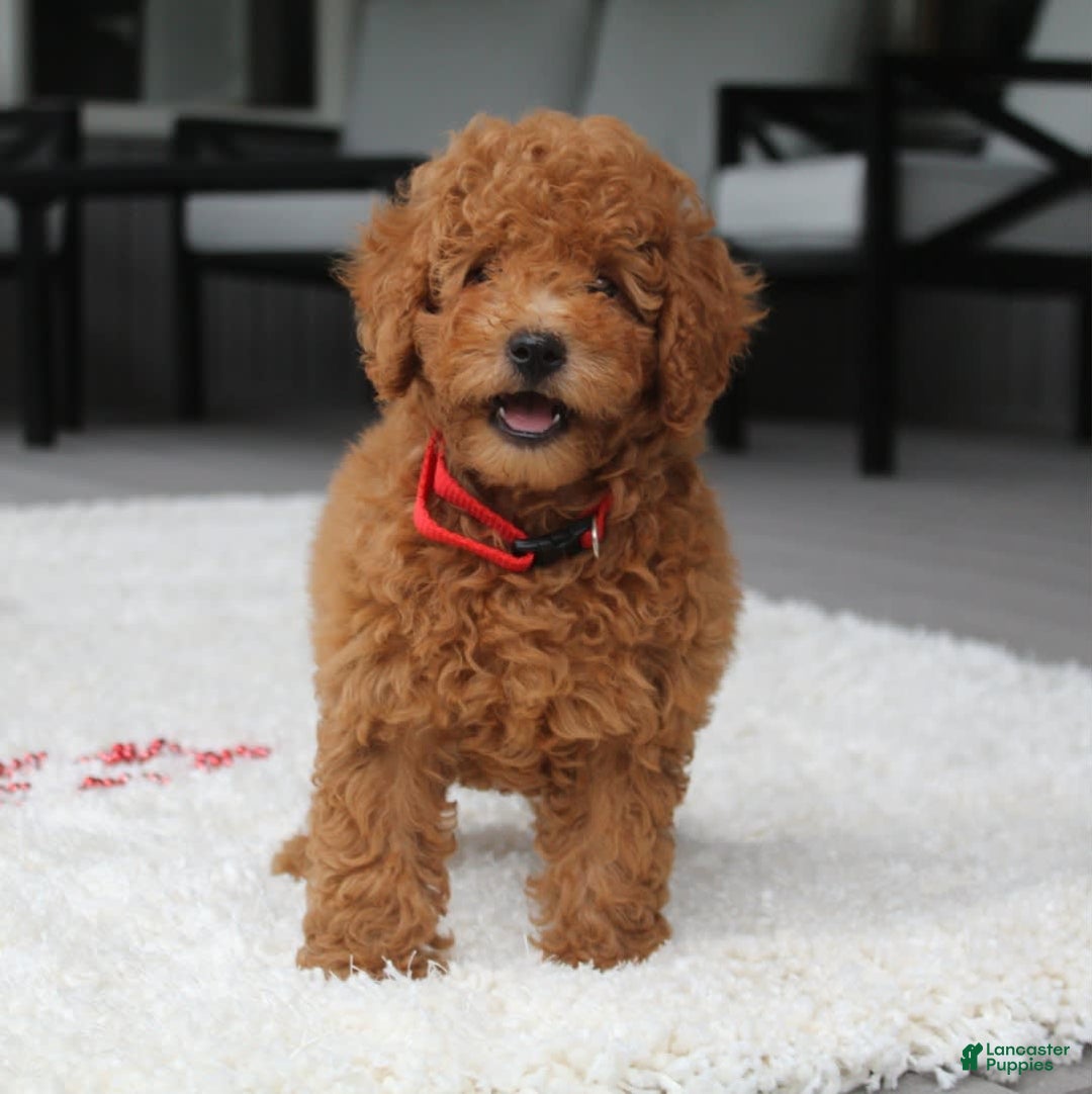 Miniature Poodle dogs for sale: Miniature Poodle 3 puppies - Image 8