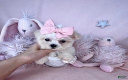 Maltese dogs for sale: Maisie - Image 2