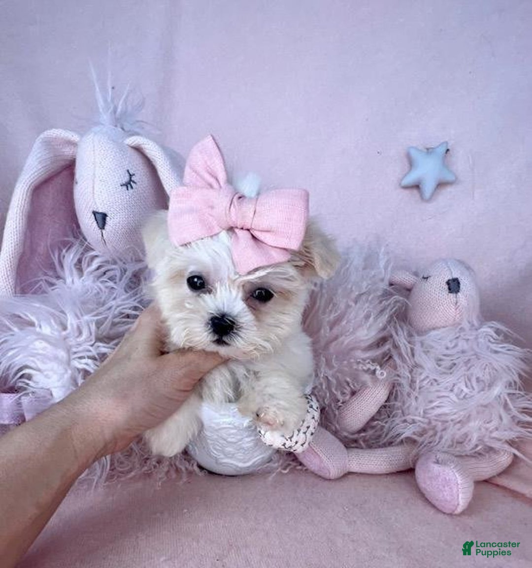 Maltese dogs for sale: Maisie - Image 2