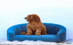 Miniature Poodle dogs for sale: Colette - Image 10