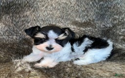 Miniature Schnauzer dogs for sale: Chipp - Image 2