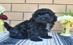 Shihpoo dogs for sale: Willie - Image 4