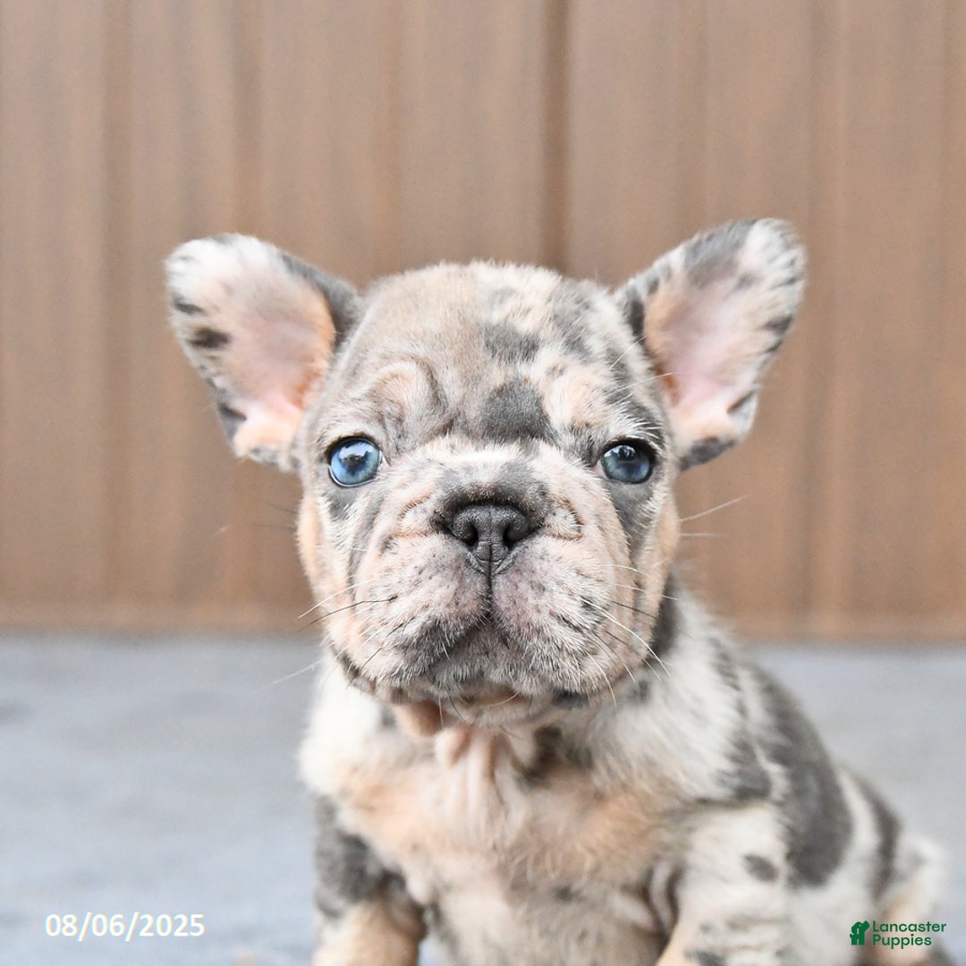French Bulldog dogs for sale: Dandelion - Image 3