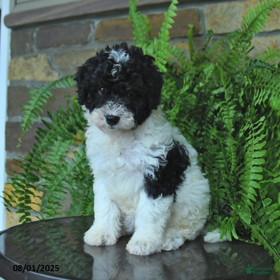 Mini Aussiedoodle dogs for sale: Crystal - Image 2