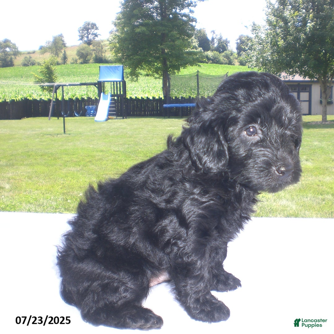 Yorkiepoo dogs for sale: Manny - Image 10