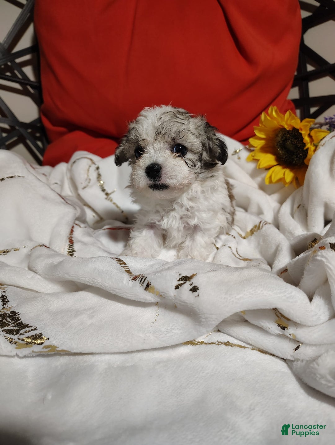 Maltipoo dogs for sale: Popeye - Image 1