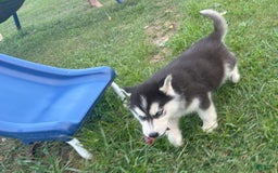 Siberian Husky dogs for sale: Tortuga - Image 12