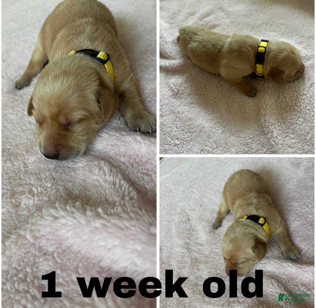 Labrador Retriever dogs for sale: Rapunzal - Image 10