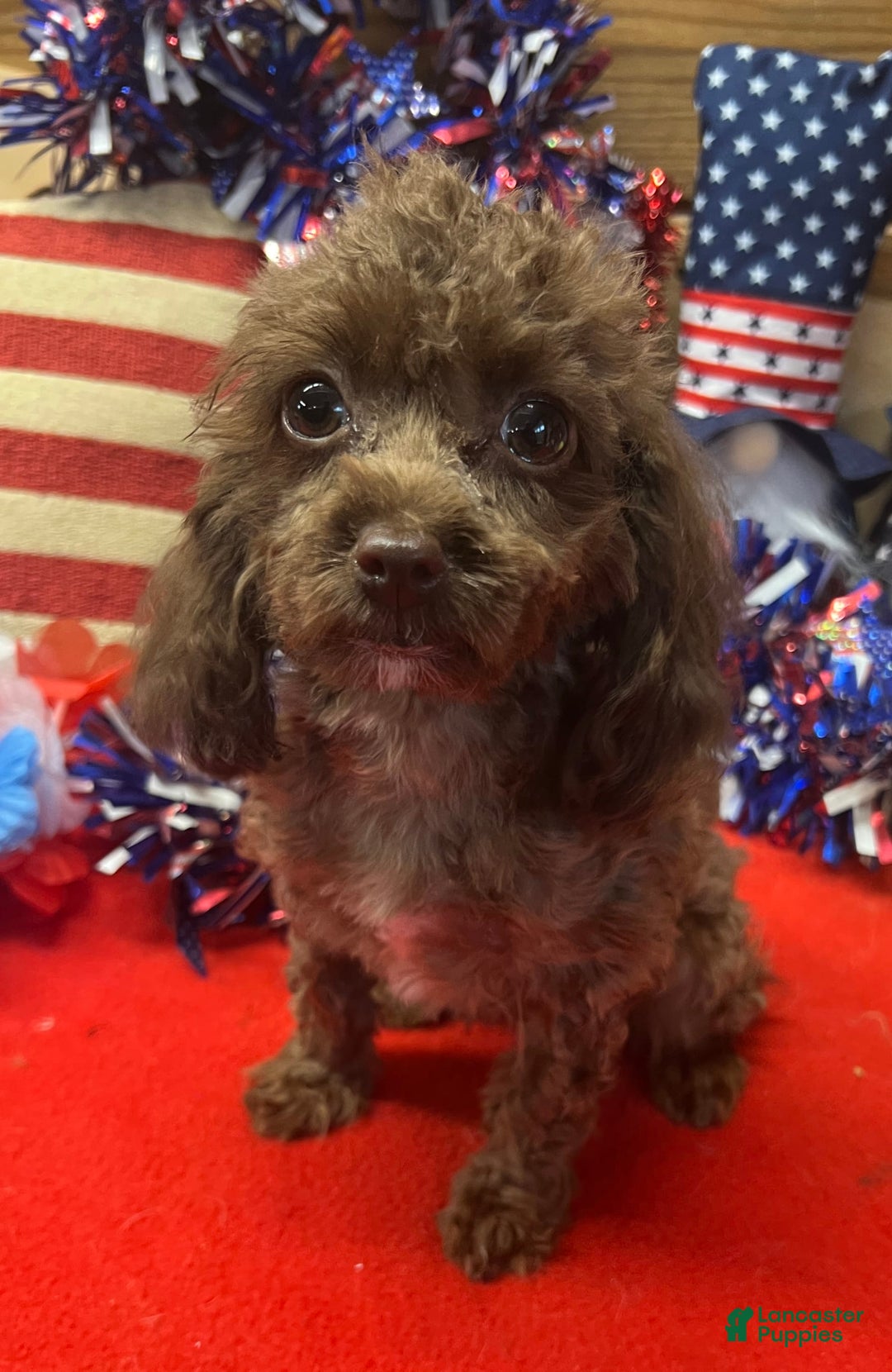 Cockapoo dogs for sale: Carla - Image 2