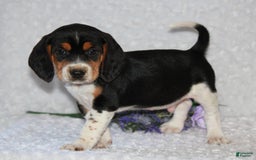 Beagle dogs for sale: Willy - Image 6