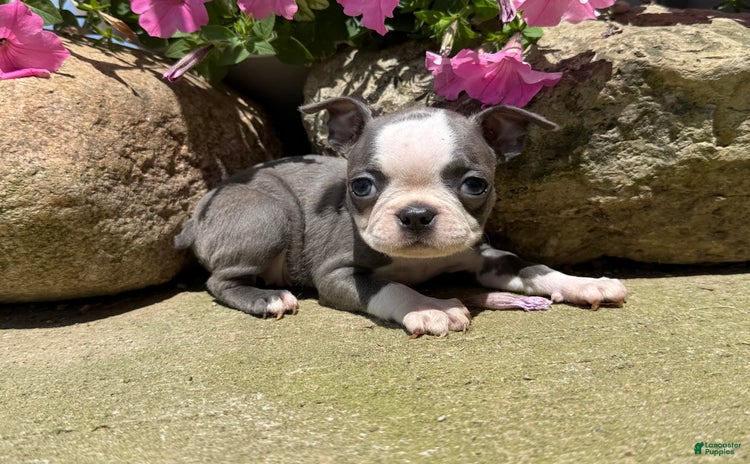 Boston Terrier dogs for sale - Ad 2