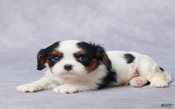Cavalier King Charles Spaniel dogs for sale: Blake - Image 2