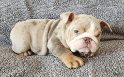 English Bulldog dogs for sale: Ollie - Image 13