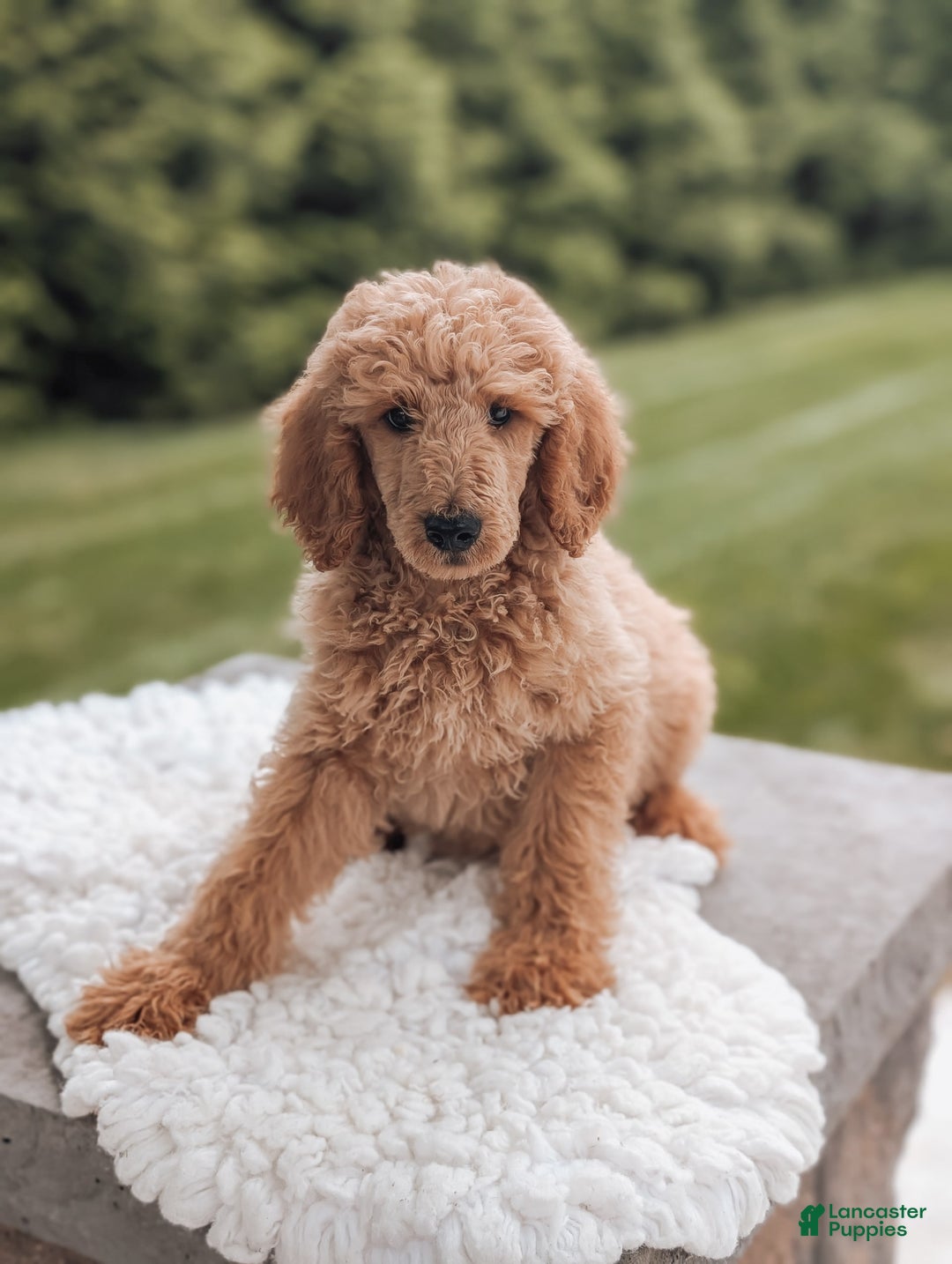 Miniature Poodle dogs for sale: Crew - Image 1