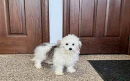 Coton De Tulear dogs for sale: Romeo - Image 4