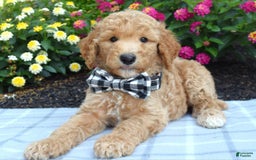 Standard Poodle dogs for sale: Duke - Image 8