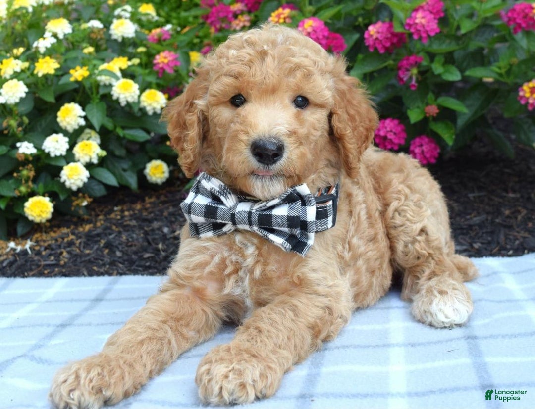 Standard Poodle dogs for sale: Duke - Image 8