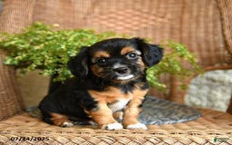 Chihuahua dogs for sale: Lars - Image 1