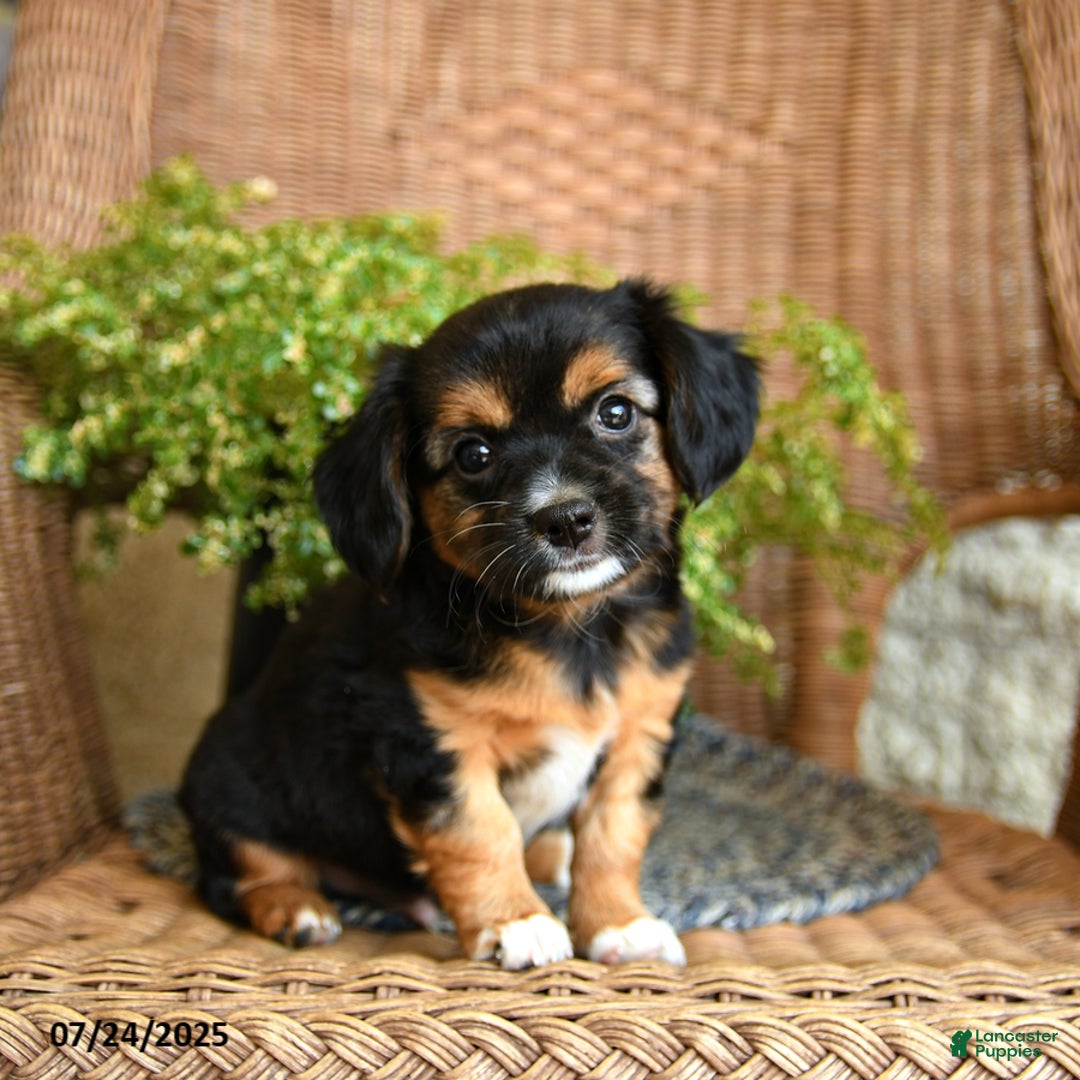 Chihuahua dogs for sale: Lars - Image 1