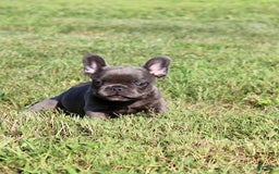 French Bulldog dogs for sale: Baxter - Image 4