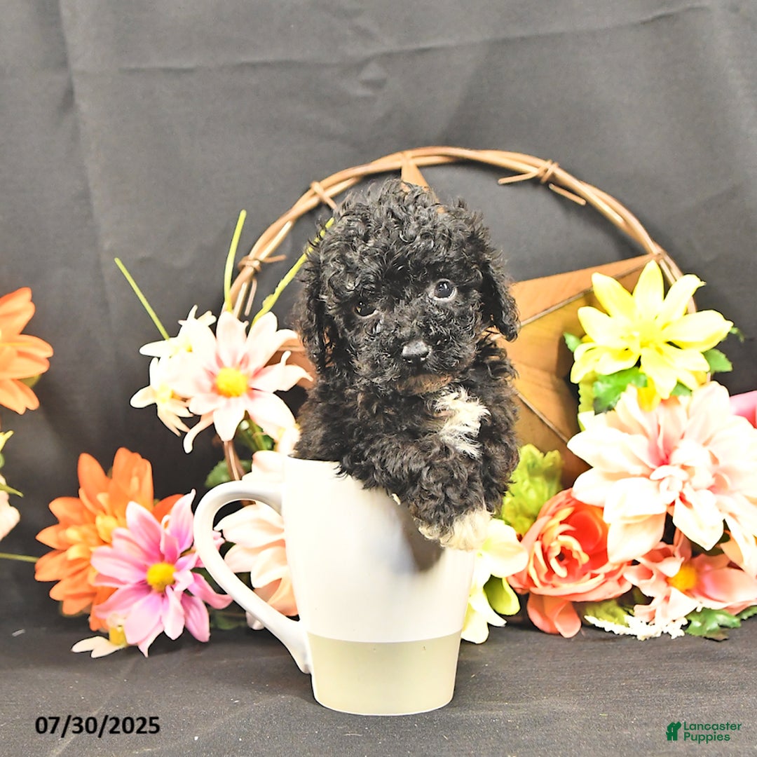 Miniature Poodle dogs for sale: Chip   Extra Small - Image 1