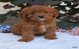 Cavapoo dogs for sale: Remi - Image 2