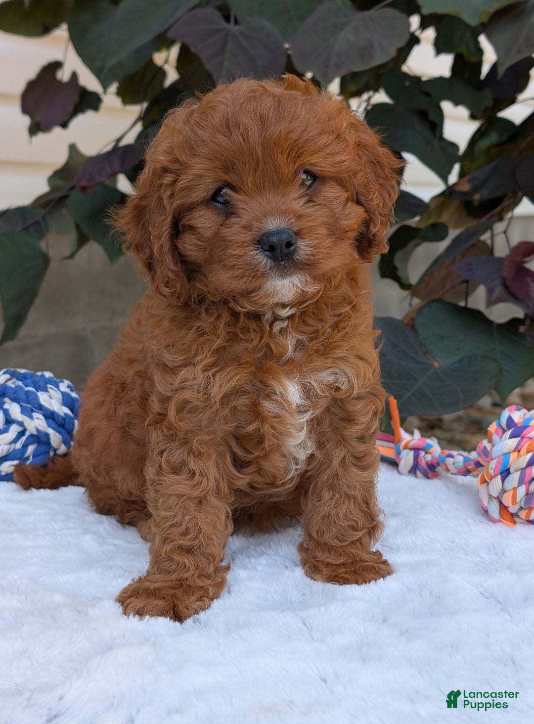 Cavapoo dogs for sale: Remi - Image 2