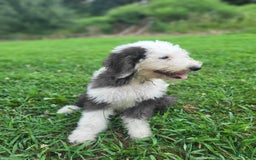 Old English Sheepdog dogs for sale: Aspen - Image 4