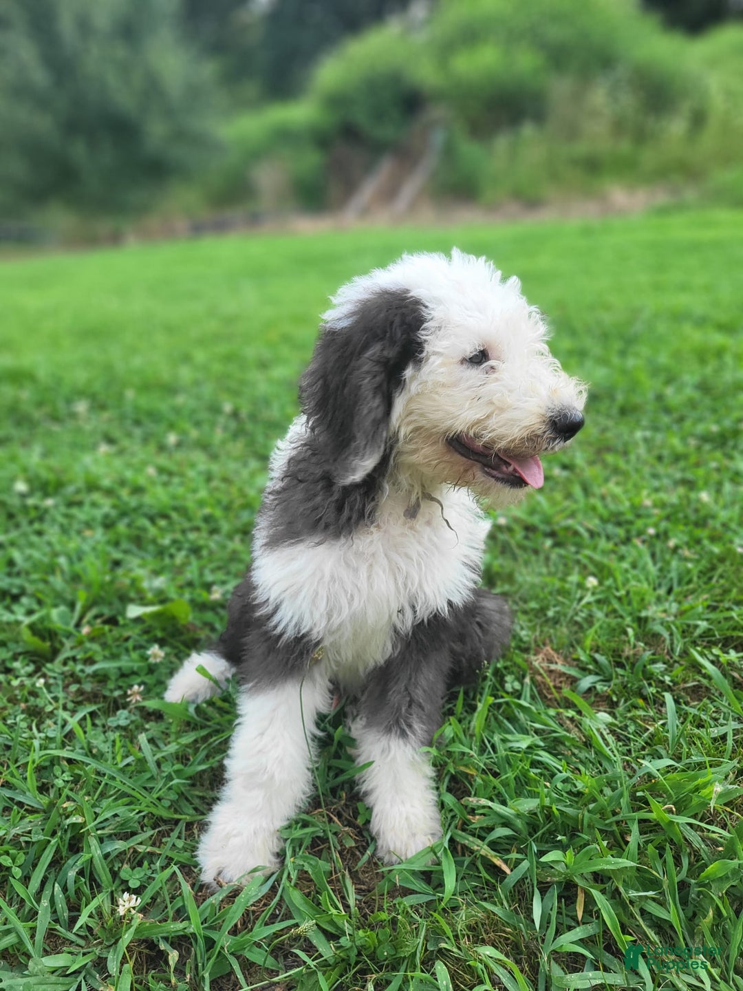 Old English Sheepdog dogs for sale: Aspen - Image 4