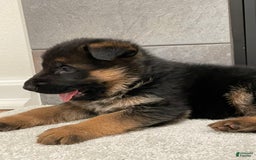 German Shepherd dogs for sale: 4 - Image 5