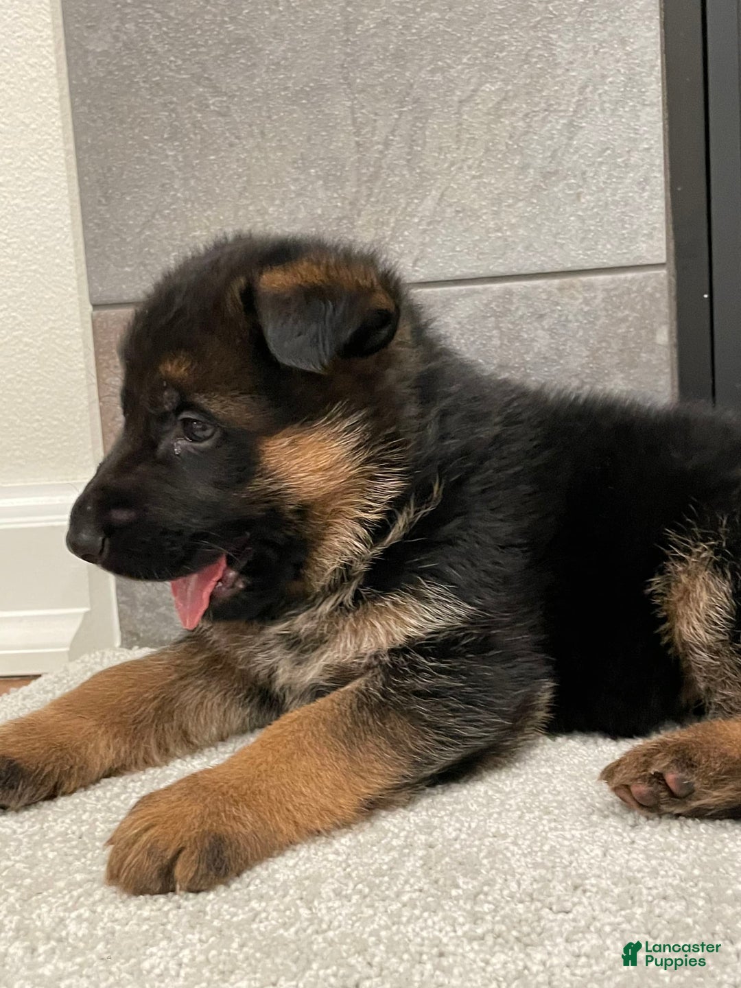 German Shepherd dogs for sale: 4 - Image 5