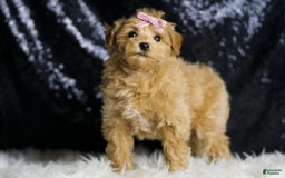 Maltipoo dogs for sale: Felicia - Image 4