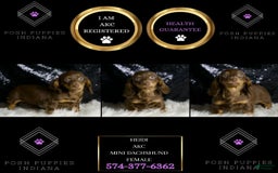 Miniature Dachshund dogs for sale: Heidi - Image 5