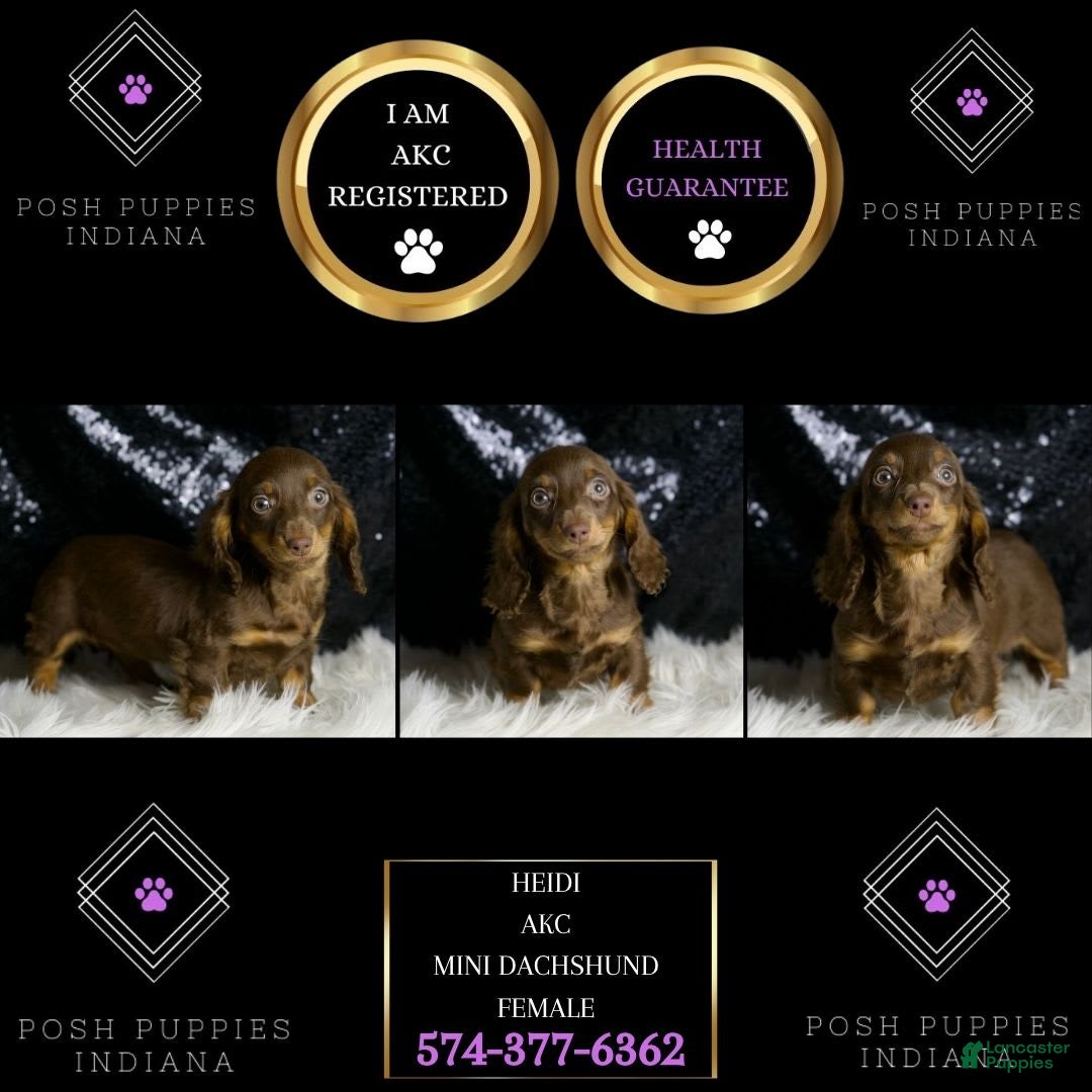 Miniature Dachshund dogs for sale: Heidi - Image 5