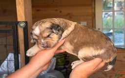 Aussiedoodle dogs for sale: Winona - Image 2