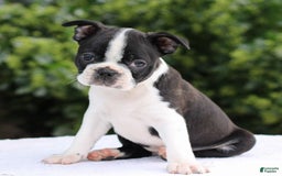 Boston Terrier dogs for sale: Ben - Image 2