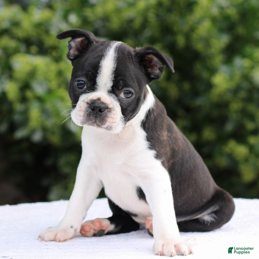 Boston Terrier dogs for sale: Ben - Image 2