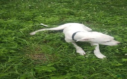 Dogo Argentino dogs for sale: Gold - Image 4